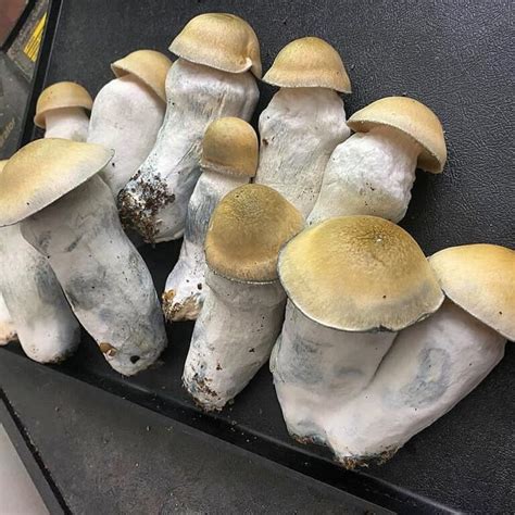Magic mushrooms for saoe online